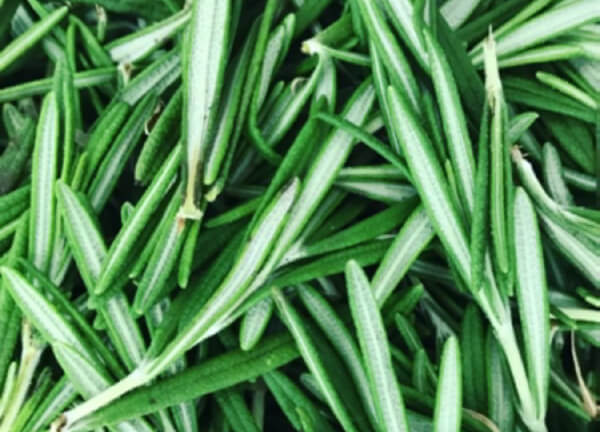 Rosemary & salt