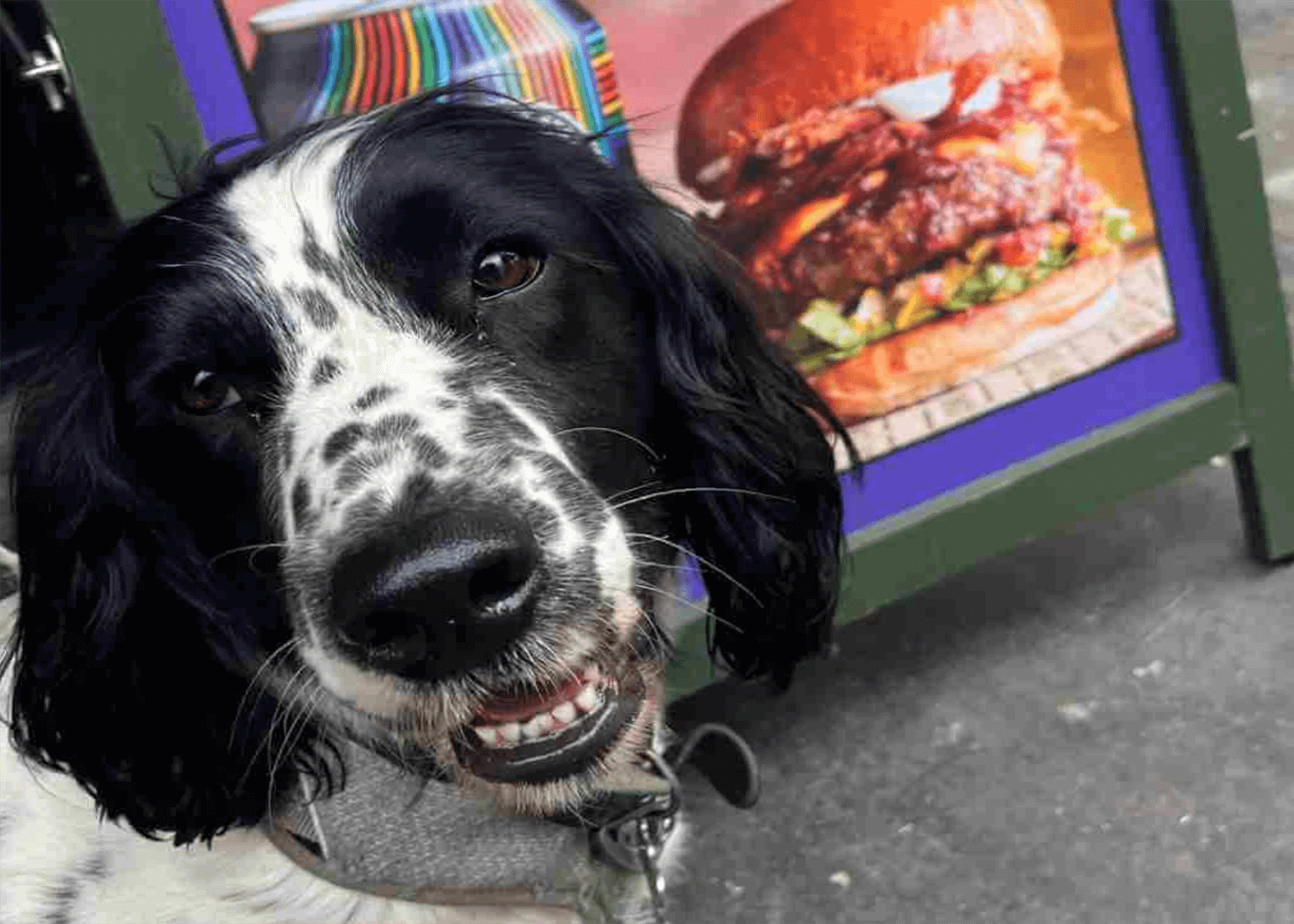 Dog friendly restaurant